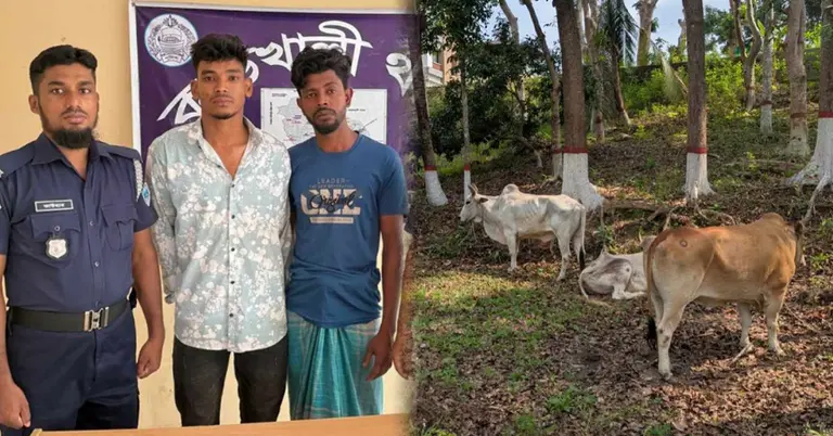 পুলিশের অভিযানে আটক চোরাকারবারী ও উদ্ধার হওয়া গরু